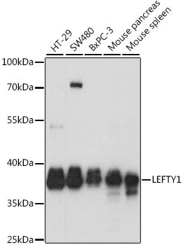 LEFTY1 Rabbit pAb
