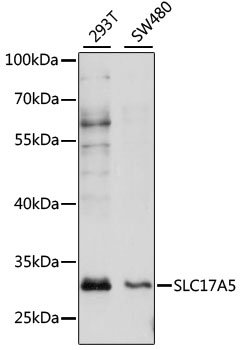 SLC17A5 Rabbit pAb