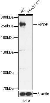 [KO Validated] MYOF Rabbit pAb