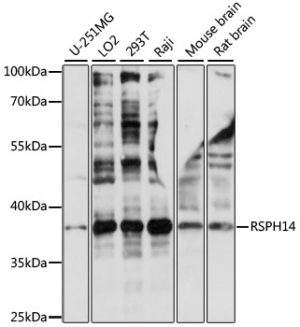 RSPH14 Rabbit pAb