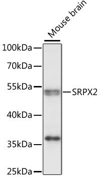 SRPX2 Rabbit pAb