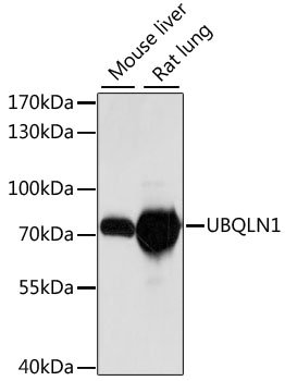 UBQLN1 Rabbit pAb