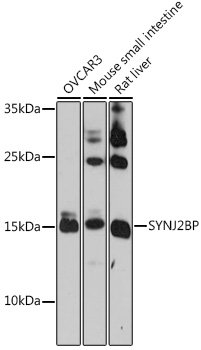 SYNJ2BP Rabbit pAb