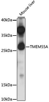 TMEM55A Rabbit pAb