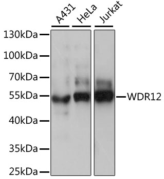 WDR12 Rabbit pAb