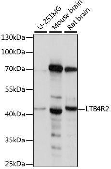 LTB4R2 Rabbit pAb