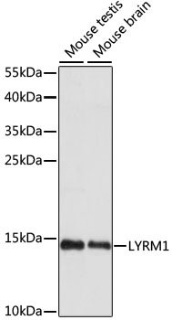 LYRM1 Rabbit pAb