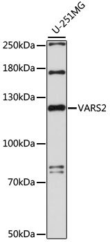 VARS2 Rabbit pAb