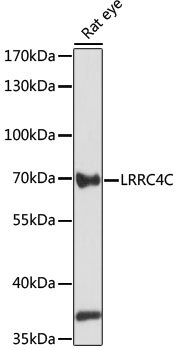 LRRC4C Rabbit pAb