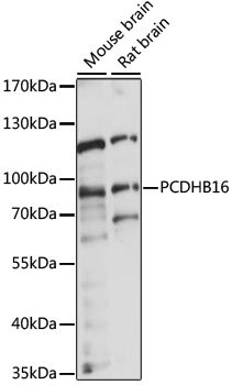 PCDHB16 Rabbit pAb
