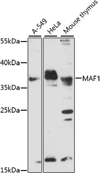 MAF1 Rabbit pAb