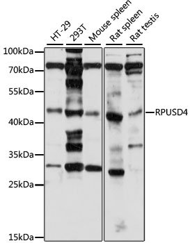 RPUSD4 Rabbit pAb