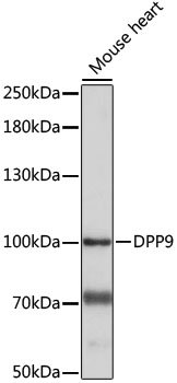 DPP9 Rabbit pAb