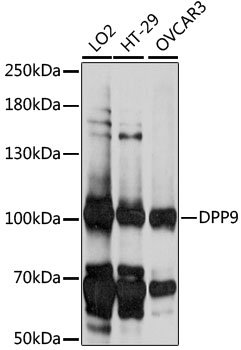 DPP9 Rabbit pAb