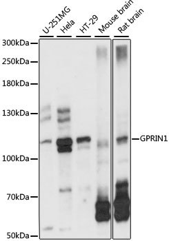 GPRIN1 Rabbit pAb