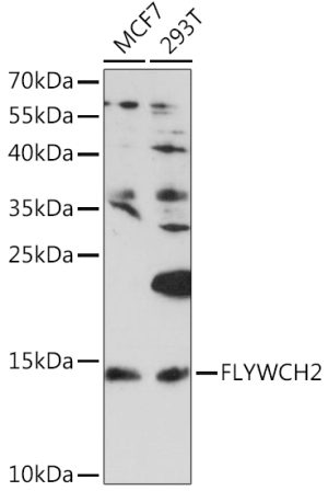 FLYWCH2 Rabbit pAb