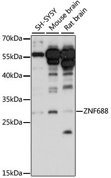 ZNF688 Rabbit pAb