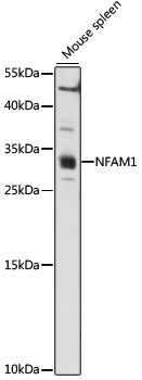 NFAM1 Rabbit pAb