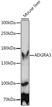 ADGRA3 Rabbit pAb