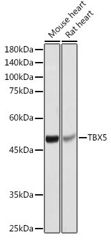 TBX5 Rabbit pAb