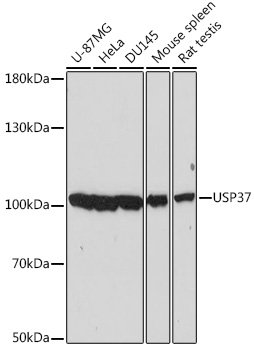 USP37 Rabbit pAb