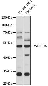 WNT10A Rabbit pAb