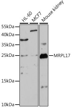 MRPL17 Rabbit pAb