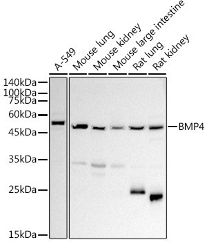 BMP4 Rabbit pAb