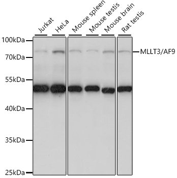 MLLT3/AF9 Rabbit pAb