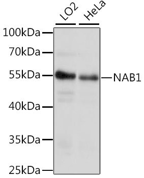 NAB1 Rabbit pAb