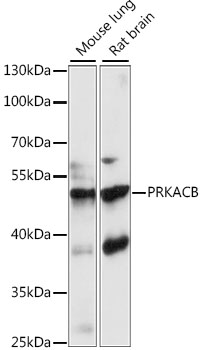 PKA C-beta (PRKACB) Rabbit pAb