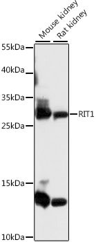 RIT1 Rabbit pAb