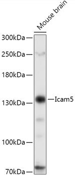 Icam5 Rabbit pAb