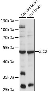 ZIC2 Rabbit pAb