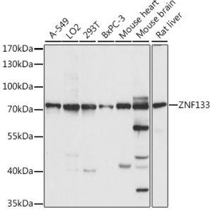 ZNF133 Rabbit pAb