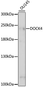 DOCK4 Rabbit pAb