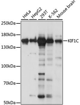 KIF1C Rabbit pAb