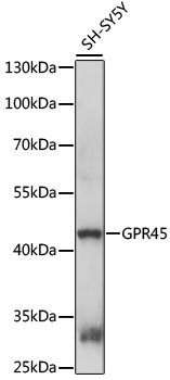 GPR45 Rabbit pAb