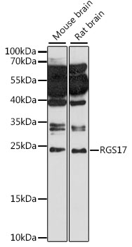 RGS17 Rabbit pAb