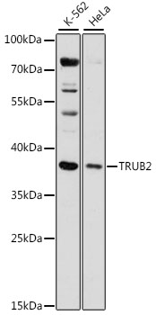 TRUB2 Rabbit pAb