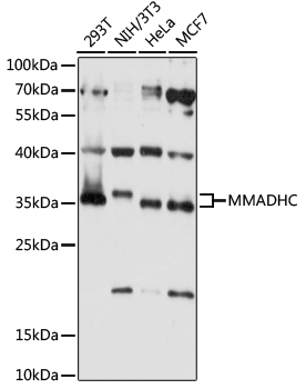 MMADHC Rabbit pAb