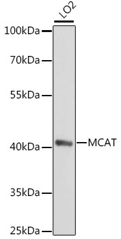 MCAT Rabbit pAb