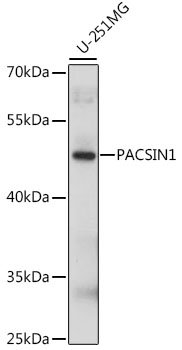 PACSIN1 Rabbit pAb
