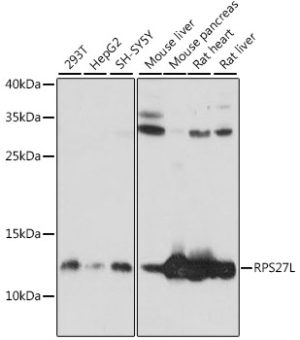RPS27L Rabbit pAb