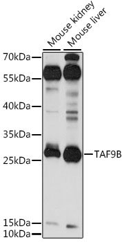 TAF9B Rabbit pAb