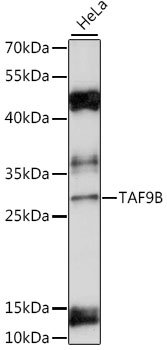 TAF9B Rabbit pAb