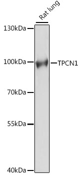 TPCN1 Rabbit pAb