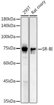SR-BI Rabbit pAb