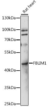 FBLIM1 Rabbit pAb