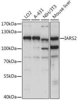 IARS2 Rabbit pAb